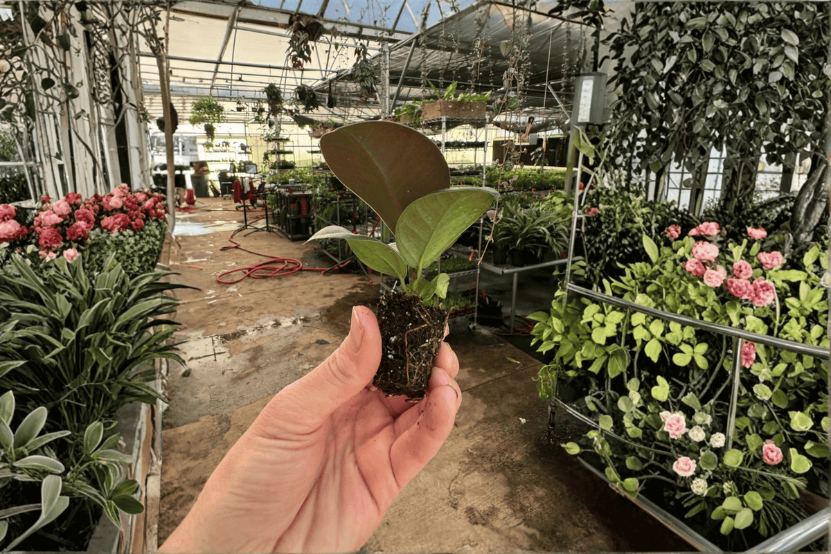 Ficus Sophia 2 Live Starter Plants | Ficus elastica ‘Sophia’