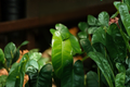 Burle Marx Philodendron Rooted Live Plant – Multi-Grow, Glossy Green Foliage