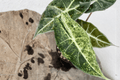 Alocasia Black Satun Stardust Variegated Tissue Culture Plants (2) – Bare Root Starter Plants