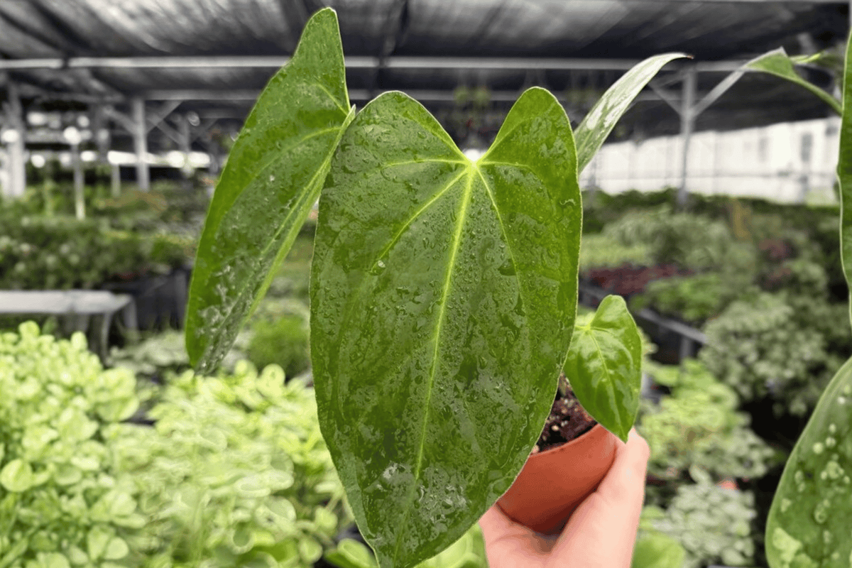Anthurium Hoffmannii x Red Gunsal - 2 Live 4-Inch Pots (Potted)