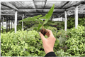 Alocasia Sabrina Narrow Live Starter Plants (2) - Bare Root, 2-Inch Pots, Exact Plants Pictured