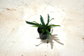 Blue Oil Fern Microsorum thailandicum Live Plant - Rooted Starter Plant