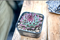 Sempervivum Calcareum Hen and Chicks Succulent - 2 Inch Pot