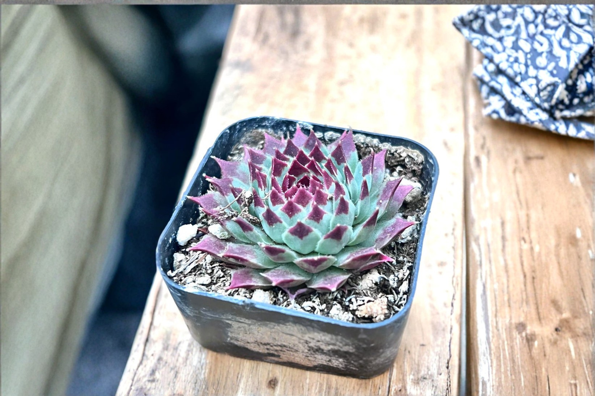 Sempervivum Calcareum Hen and Chicks Succulent - 2 Inch Pot