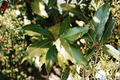 Bay Laurel Live Starter Plant – Laurus nobilis