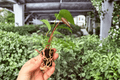 Anthurium Caliente Starter Plants (2) – Exact Live Plants, 2-Inch Starter Pot