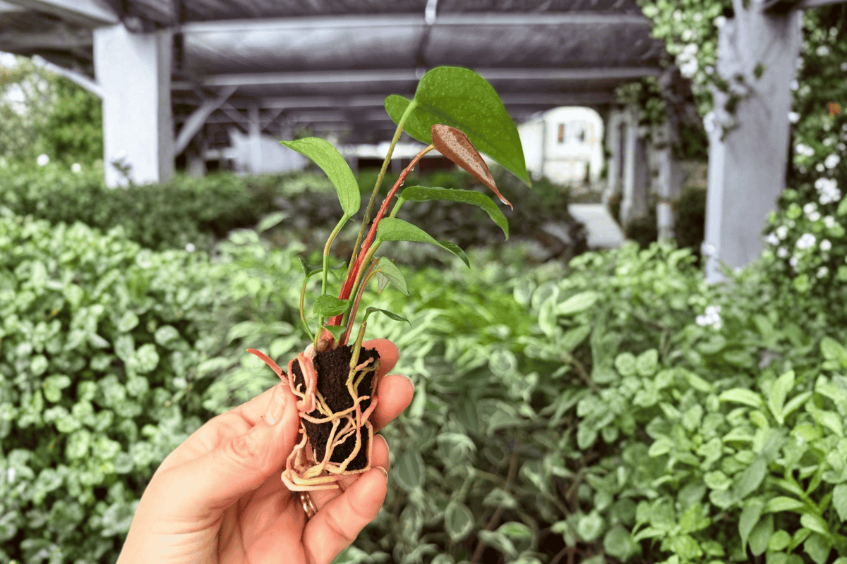 Anthurium Caliente Starter Plants (2) – Exact Live Plants, 2-Inch Starter Pot