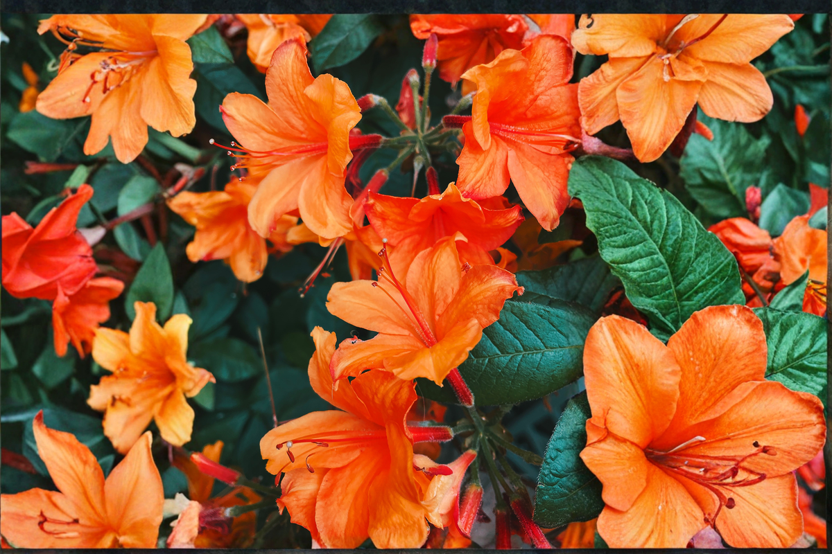 Fireball Deciduous Azalea Starter Plant | Live Rhododendron Azalea