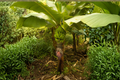 Williams Hybrid Giant Cavendish Banana Live Bulb (Musa acuminata) – 1 Live Banana Bulb