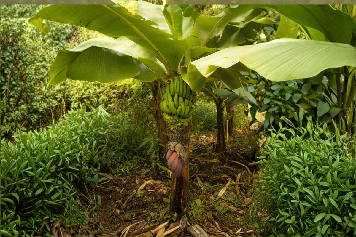 Williams Hybrid Giant Cavendish Banana Live Bulb (Musa acuminata) – 1 Live Banana Bulb
