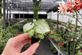 Syngonium Moonshine Starter Plants (2) – Bare Root with Soil Pods