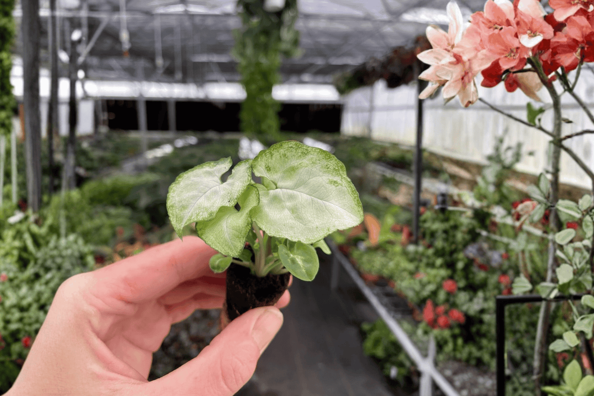 Syngonium Moonshine Starter Plants (2) – Bare Root with Soil Pods