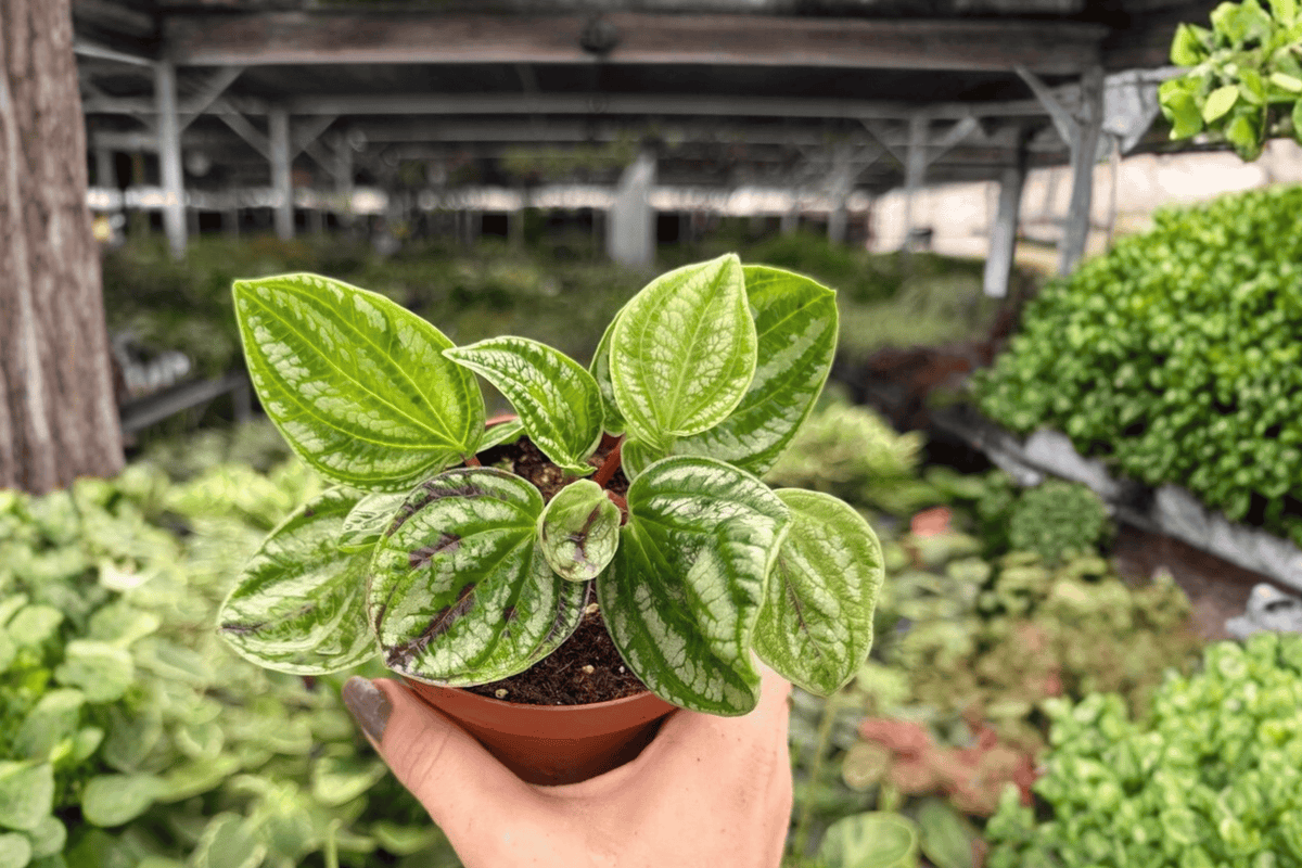 Peperomia Dragon Skin - 2 Live Plants in 4" Pot (Exact Plants)