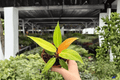 Philodendron Red Sun – 2 Exact Plants (Specific 4” Pot) | Live Indoor Aroid