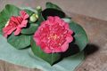 Japanese Camellia Maidens of Great Promise - 3 Gallon Pot | Pink Evergreen Shrub