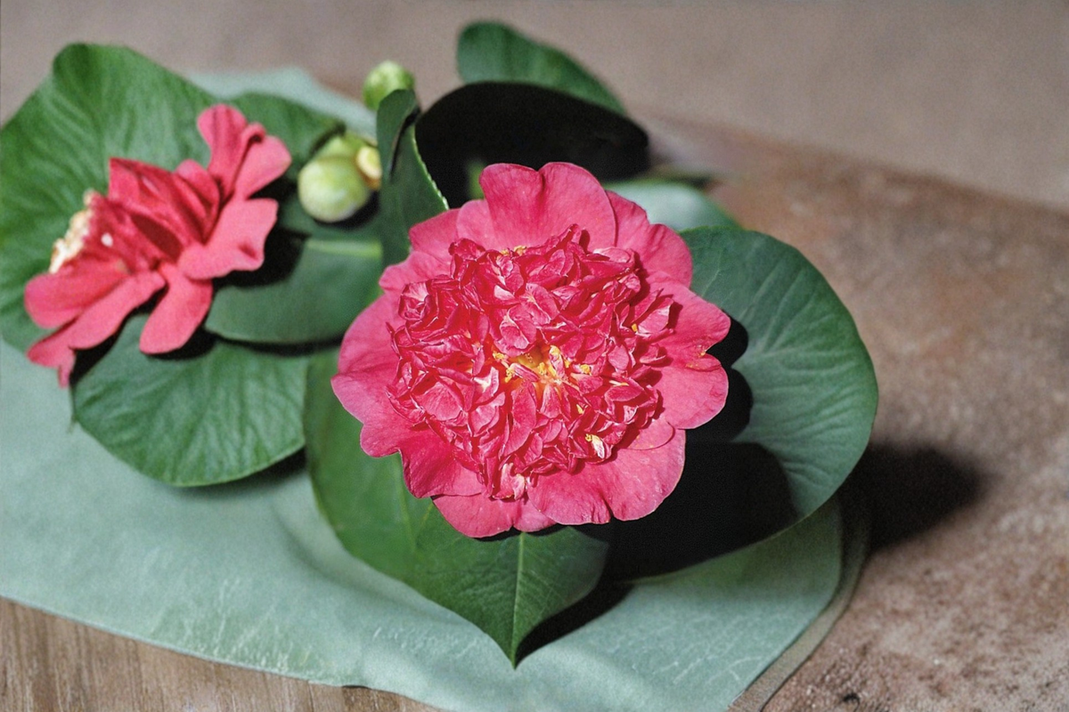 Japanese Camellia Maidens of Great Promise - 3 Gallon Pot | Pink Evergreen Shrub