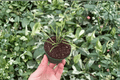 Hoya retusa Starter Plants - 2 In Bare Root, 2-Inch Pots (2 Pack)