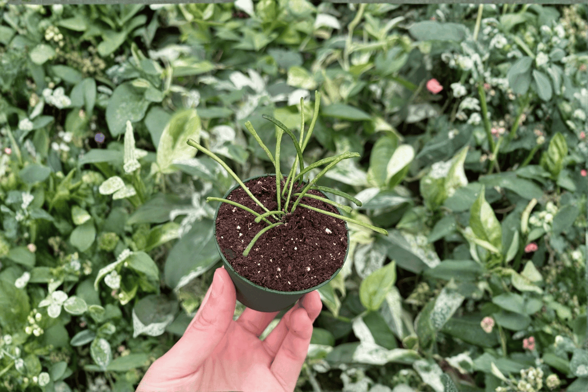 Hoya retusa Starter Plants - 2 In Bare Root, 2-Inch Pots (2 Pack)