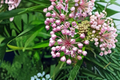 Swamp Milkweed Asclepias incarnata - 3 Rooted Starter Plants in 1 Qt Pots