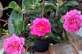 Fall Blooming Camellia ‘Brandy’s Temper’ 1 Gallon - Pink Camellia sasanqua Evergreen Shrub
