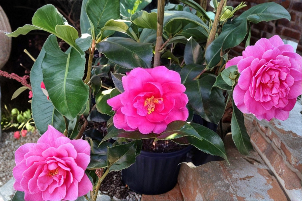 Fall Blooming Camellia ‘Brandy’s Temper’ 1 Gallon - Pink Camellia sasanqua Evergreen Shrub