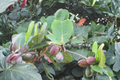 Tropical Almond Live Plant (Terminalia catappa) – 7–12 Inches Tall