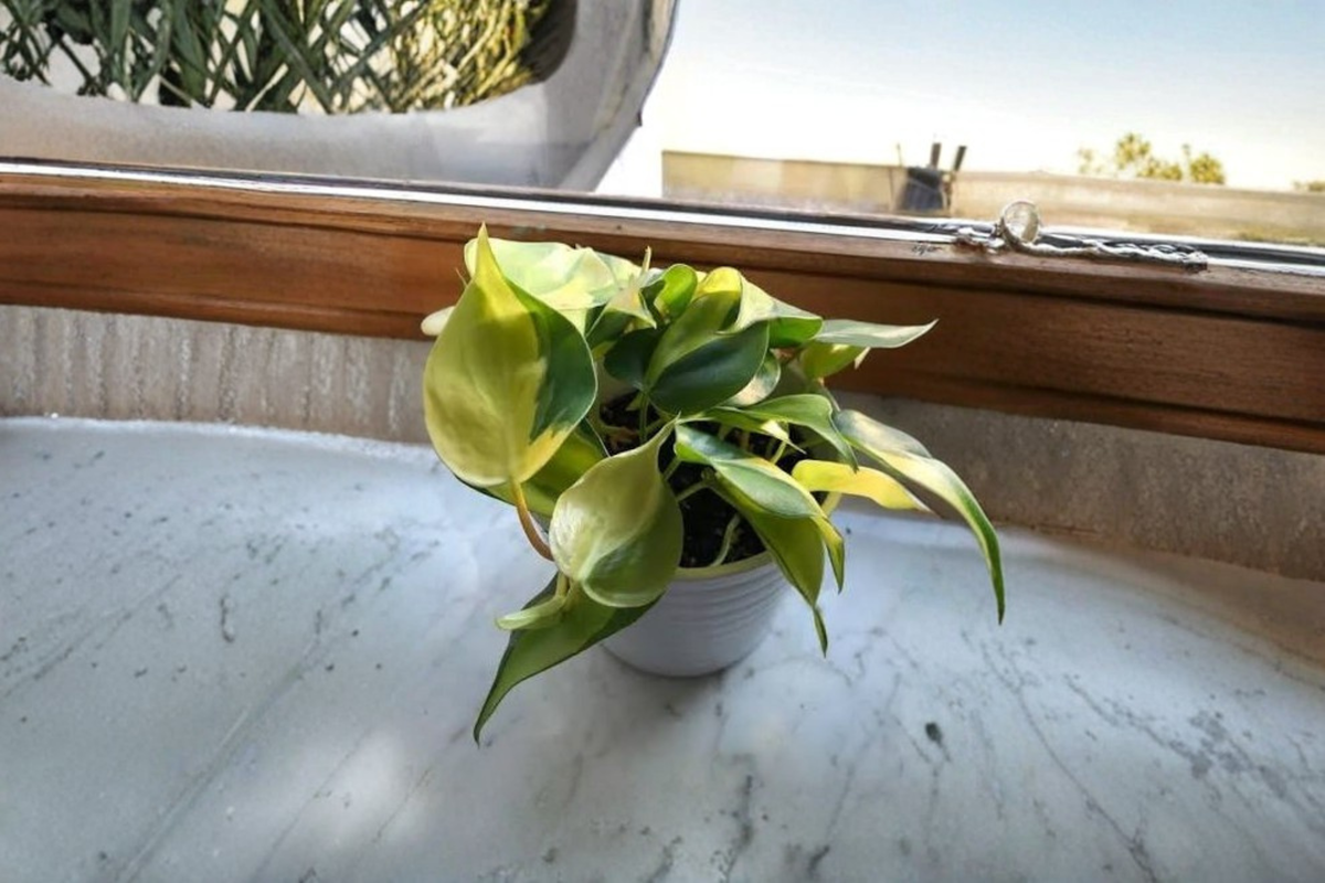 Brasil Philodendron Live Vine Plant in 4-Inch Pot | Philodendron hederaceum 'Brasil'