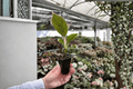 Aglaonema Pink Lady - 2 Live Starter Plants in Soil Pods