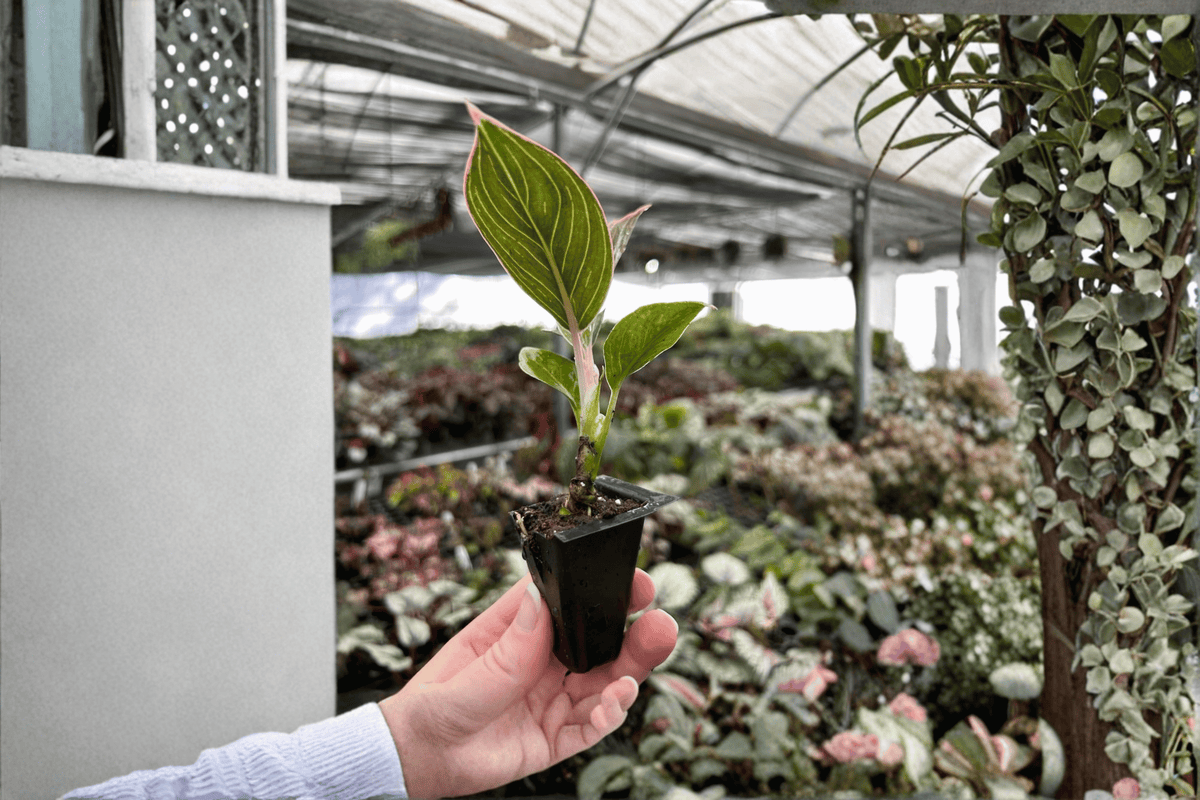 Aglaonema Pink Lady - 2 Live Starter Plants in Soil Pods