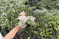 Syngonium 'Milk Confetti' Live Starter Plants (2) in 4-Inch Pots