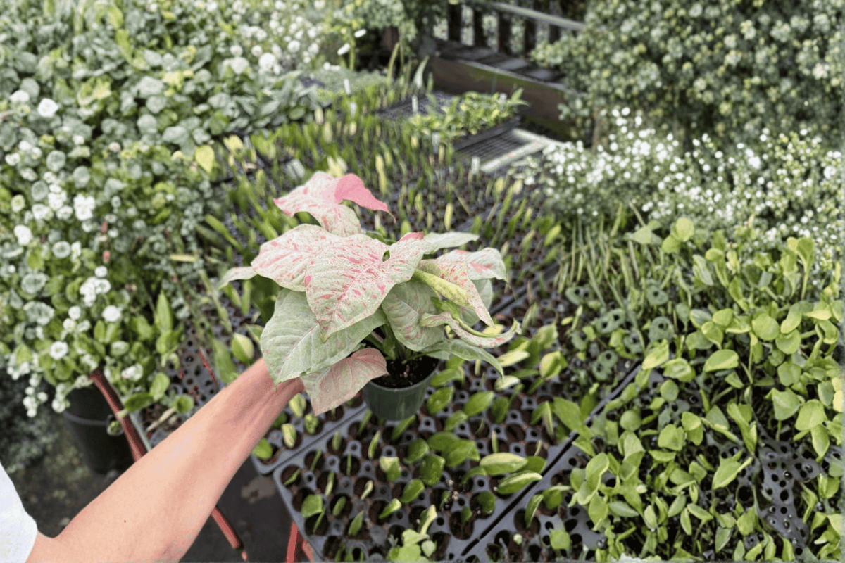 Syngonium 'Milk Confetti' Live Starter Plants (2) in 4-Inch Pots
