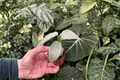 Philodendron Silver Sword Starter Plants (2) – Bare Root Philodendron hastatum