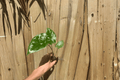 Alocasia Calidora Starter Plants (2) – Bare Root, Live Starter Plants