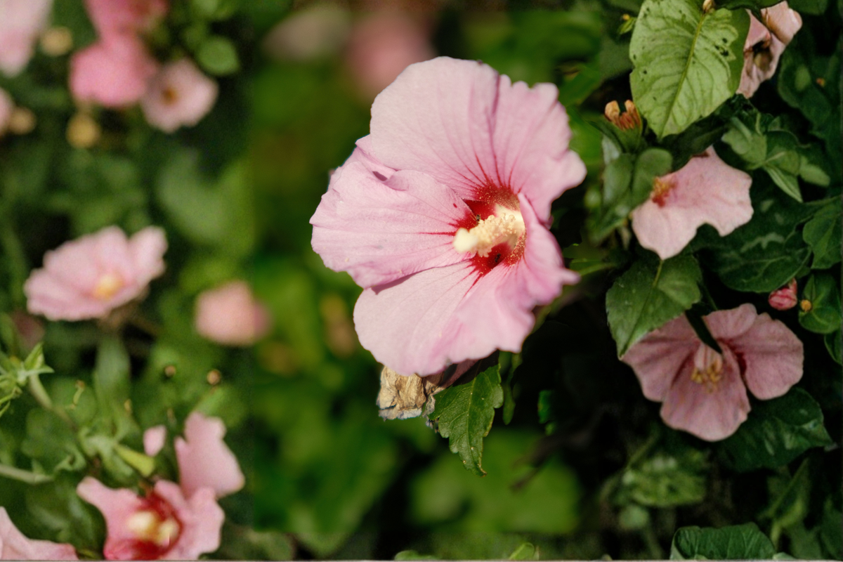 Cherry Choco Latte Hardy Hibiscus Live Plant - Hibiscus moscheutos 'Cherry Choco Latte' in 2.5-Inch Pot