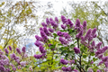 Miss Kim Korean Lilac - Syringa pubescens subsp. patula (12+ in) Live Plant