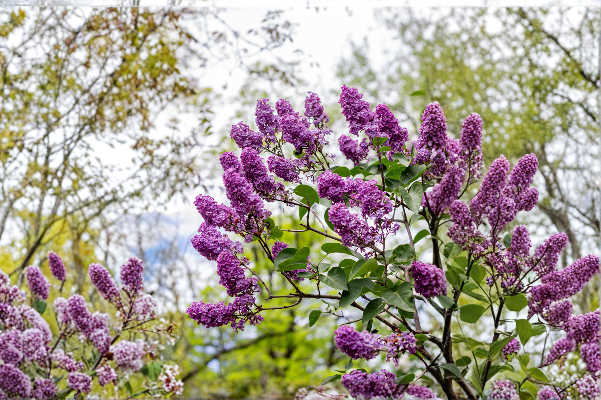 Miss Kim Korean Lilac - Syringa pubescens subsp. patula (12+ in) Live Plant