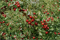 Strawberry Guava Live Plant – Psidium cattleianum, 2-Inch Pot, 2–6+ Inches Tall
