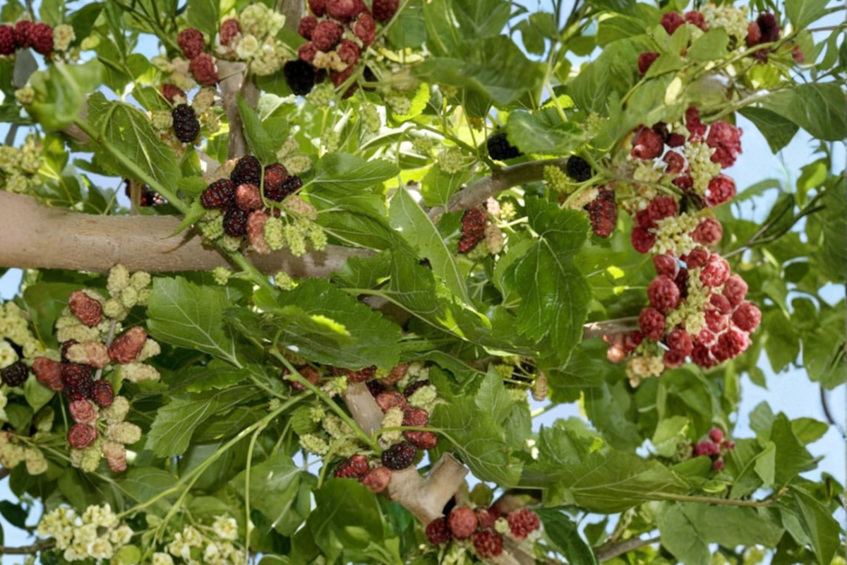 Weeping Mulberry Tree - 1 Gallon Potted Live Ornamental Tree