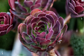 Imported Maggie Aeonium Live Succulent Plant – 1 Plant