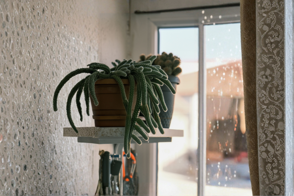 Rat Tail Cactus Live Plant 4-Inch Pot | Aporocactus flagelliformis