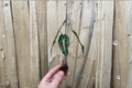 Alocasia Amazonica Dwarf Live Starter Plants (2) Bare Root – African Mask Plant