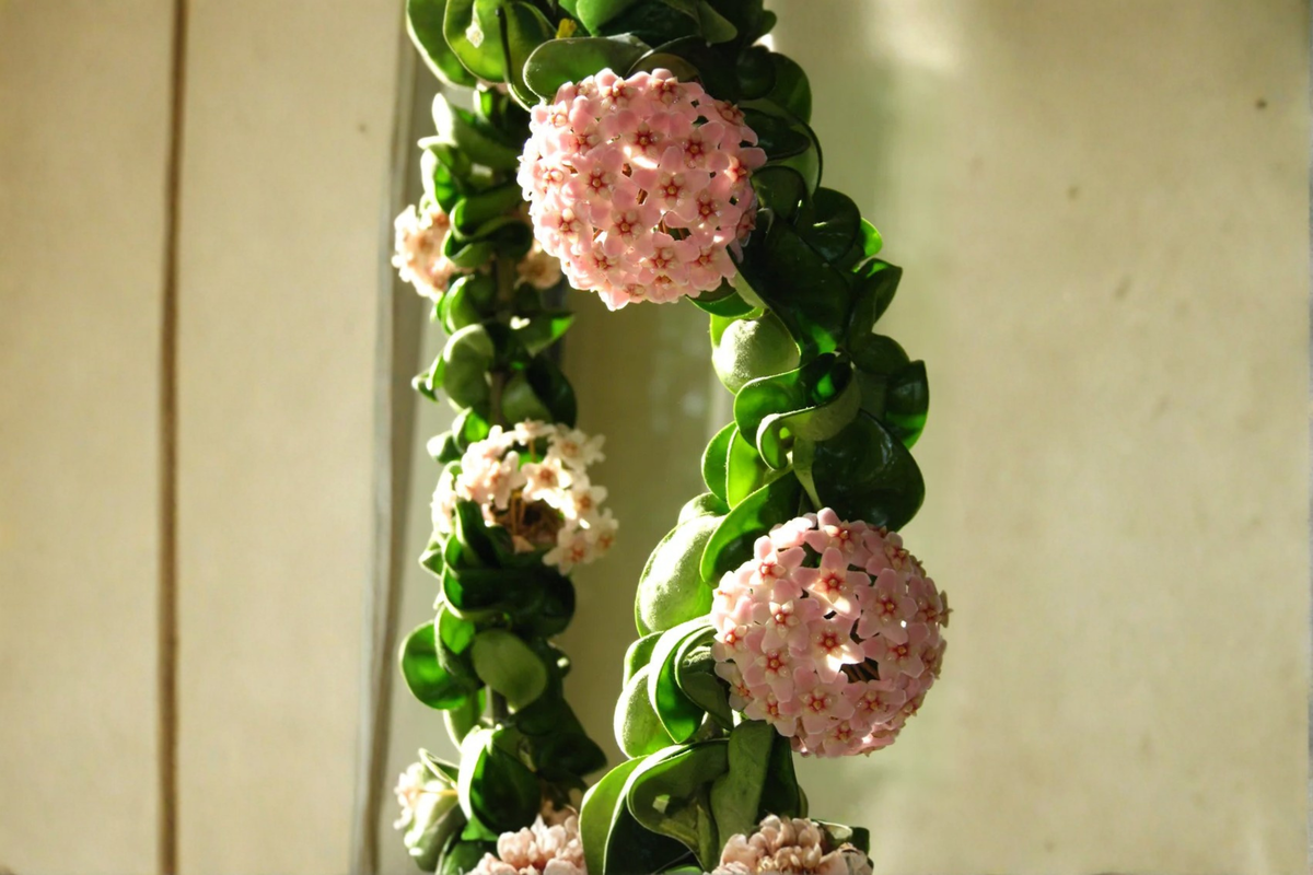 Hoya carnosa 'Compacta' Hindu Rope - 4-Inch Pot, 6–8 Inch Stem, Live Plant