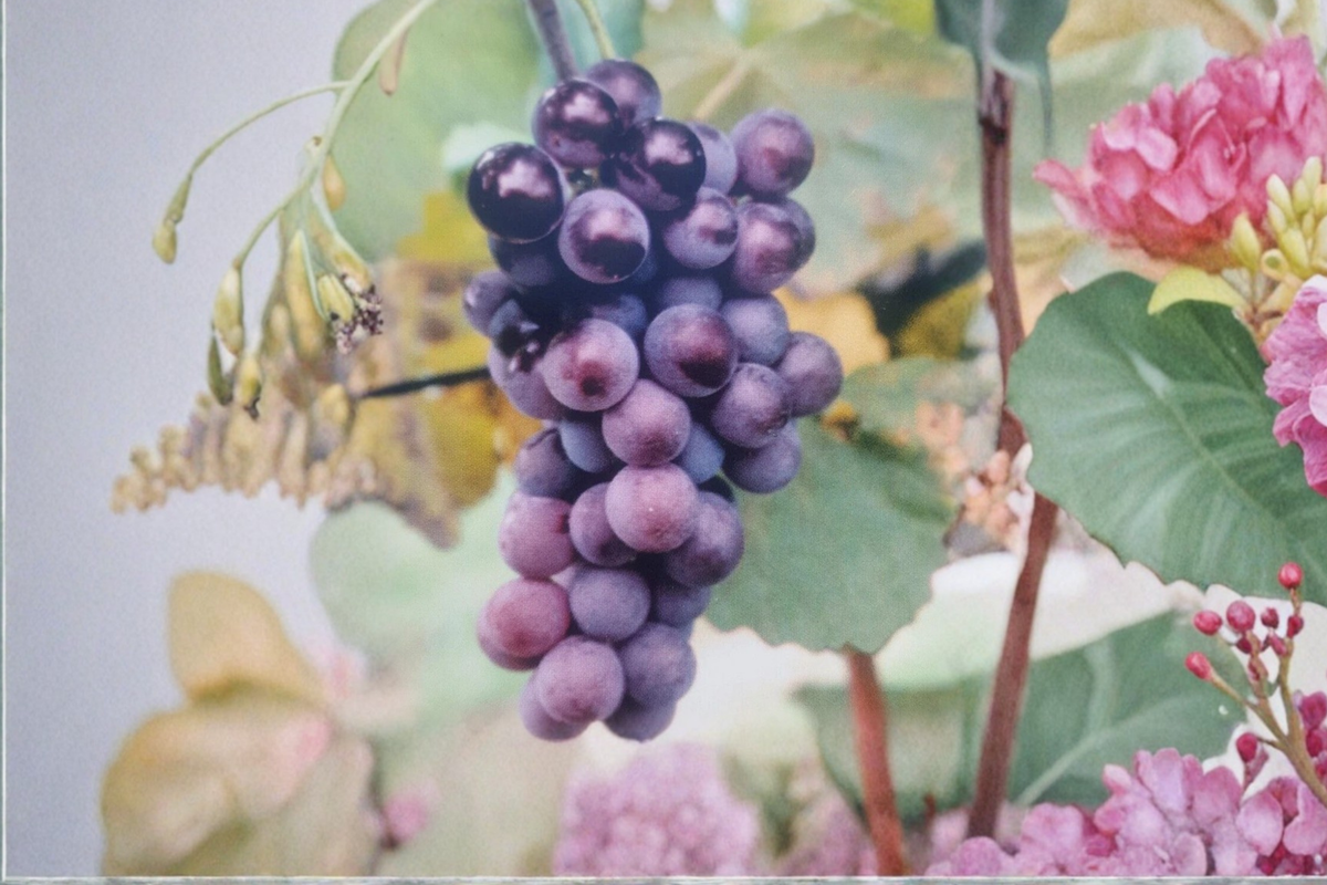 Champanel Grape Vine 3 Gal Live Plant – Climbing Fruit Vine for Trellis