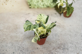 Manjula Pothos Live Plant Cut | Variegated Epipremnum aureum, 3-Inch Pot