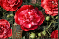Japanese Camellia Laura Walker (Camellia japonica) 3 Gallon – Pink Variegated Evergreen Shrub