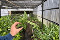 Aglaonema Thai Snowflake Live Starter Plants – 2 Initial Plants
