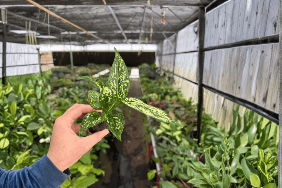 Aglaonema Thai Snowflake Live Starter Plants – 2 Initial Plants