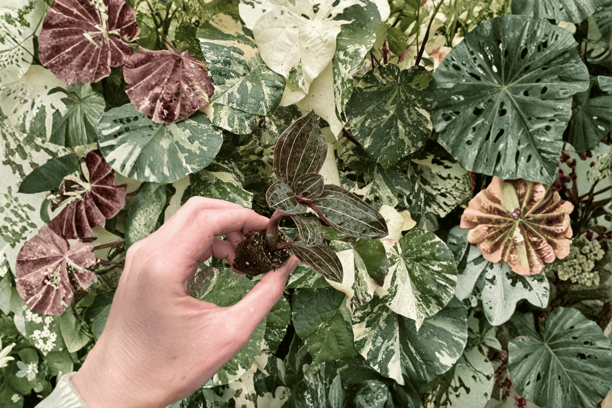 Ludisia discolor Jewel Orchid Starter Plants (2) - Bare Root