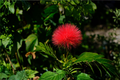 Red Dwarf Powder Puff Calliandra haematocephala Starter Plant