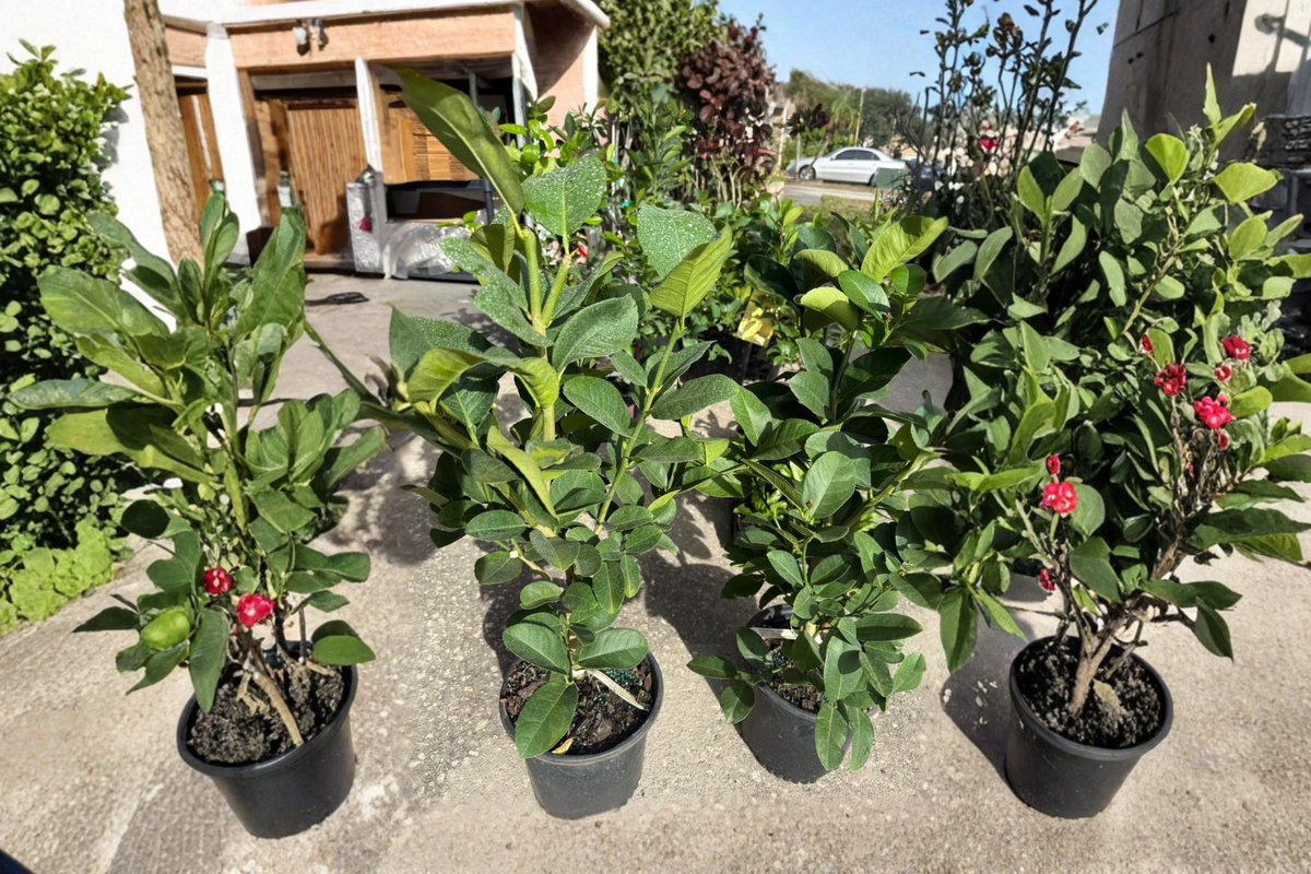Ponderosa Lemon Tree - Air Layered Live Citrus Plant, ~3ft Tall with Flowers